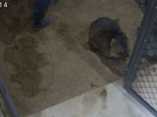 スタンバイ中〜。
#ウォンバット　#五月山動物園