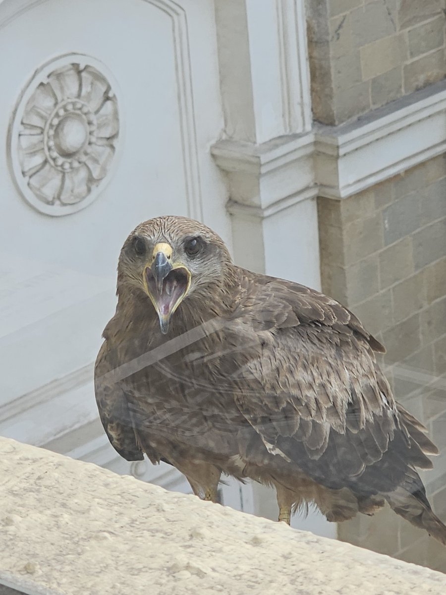 zaheermemon's tweet image. Usual sighting outside our law office's window at Kalaghoda, Mumbai.
Its beautiful how nature has a way of blending alongside the chaos we built around us in the busiest districts of our city. #Mumbai #kalaghoda #fort #nature