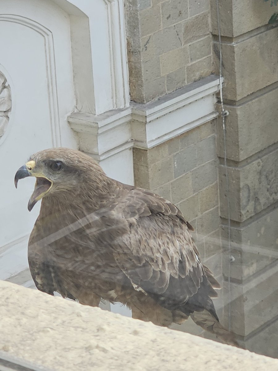 zaheermemon's tweet image. Usual sighting outside our law office's window at Kalaghoda, Mumbai.
Its beautiful how nature has a way of blending alongside the chaos we built around us in the busiest districts of our city. #Mumbai #kalaghoda #fort #nature