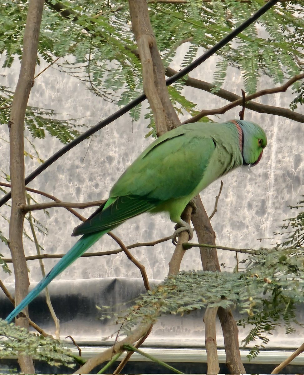 zaheermemon's tweet image. Usual sighting outside our law office's window at Kalaghoda, Mumbai.
Its beautiful how nature has a way of blending alongside the chaos we built around us in the busiest districts of our city. #Mumbai #kalaghoda #fort #nature