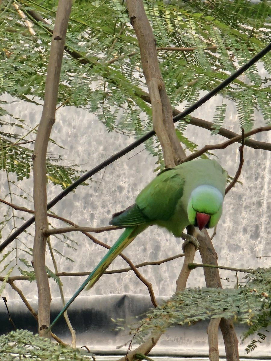 zaheermemon's tweet image. Usual sighting outside our law office's window at Kalaghoda, Mumbai.
Its beautiful how nature has a way of blending alongside the chaos we built around us in the busiest districts of our city. #Mumbai #kalaghoda #fort #nature
