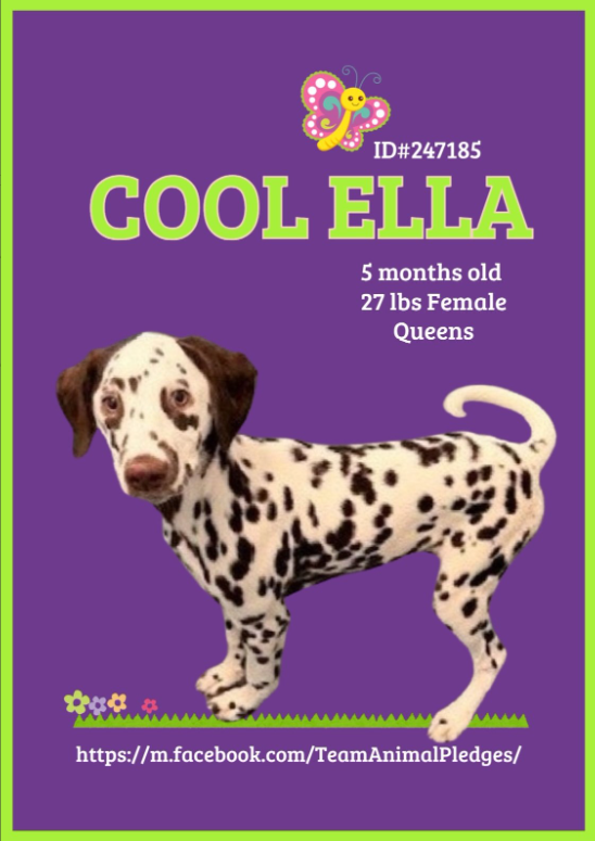 NMBewitched's tweet photo. Cool Ella🥰😇😍
#NewDogontheBlock
https://t.co/USEwn18qGq
#AdoptMe
Color me intrigued & a little in love💝
Yesterday she had 3 different names, someone else has a crush
I have never seen a #Dalmation w/ solid ears in person.
Though I asked a friend & they said it means they do not carry the piebald gene which causes deafness.
Of course he would love to have Cool Ella as he is a firefighter but too far away.
Let's get this smart, affectionate, working dog home.
@FDNY
She will need a smart, active home who will keep her mind & body engaged.
Yes we will contact #WillingHeartsDalmationRescue