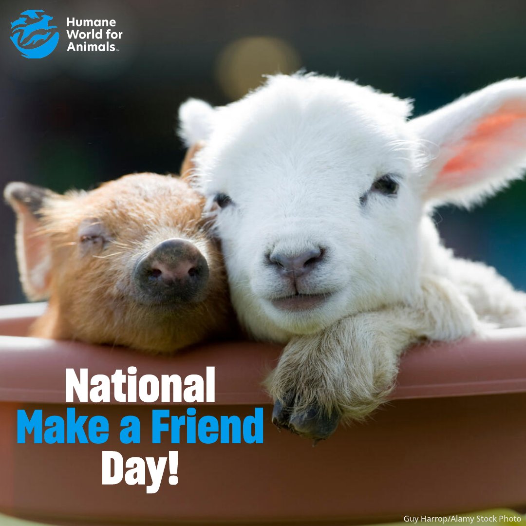 Humane World Farm Animals tweet media