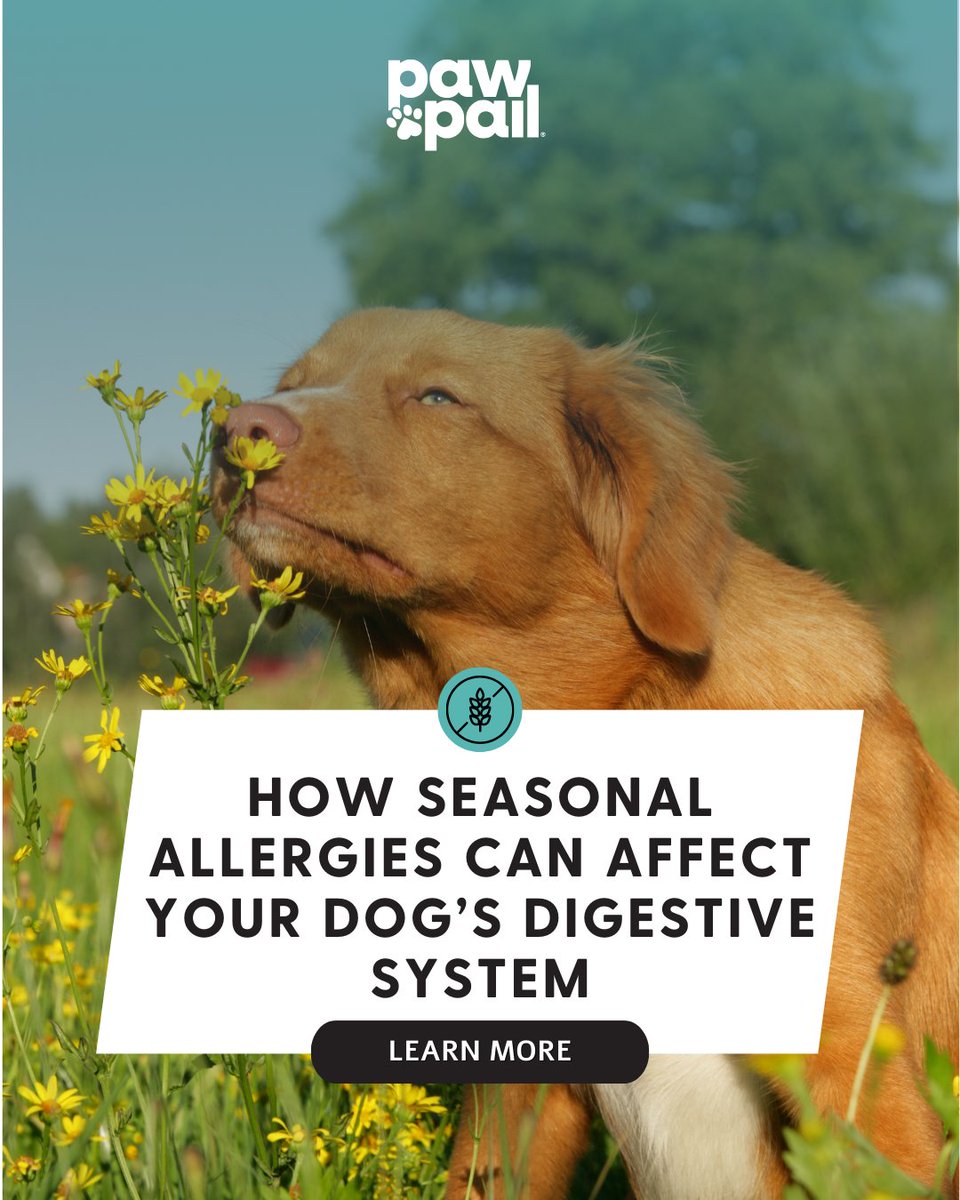 When your dog starts scratching as the seasons change, the typical signs are hard to miss: relentless itching, irritated skin, and paw licking. 

Learn more: pawpail.com/blogs/pet-hygi…

#dogallergies