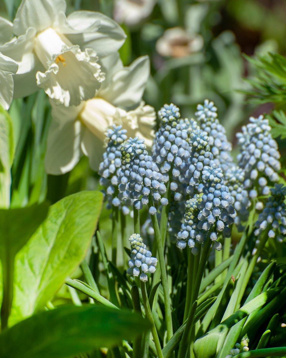 Flowerbulbs.com tweet media