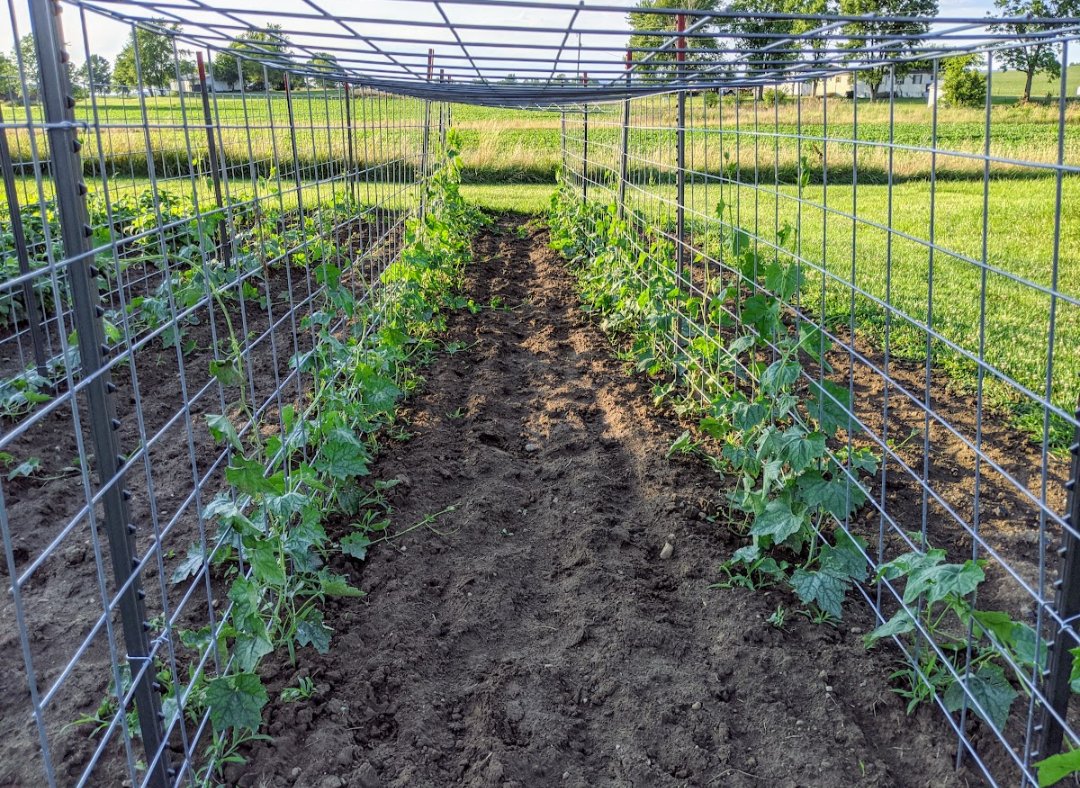 rutterfarms007's tweet photo. Have y'all ever tried luffa?
I love growing #Luffa 😊
When we decided to transition into as little "waste" as possible (and canceled all trash services to keep us honest lol) we became creative in our replacements. Luffa really does work wonders as a #compostable sponge. https://t.co/GAoGRmEdm3