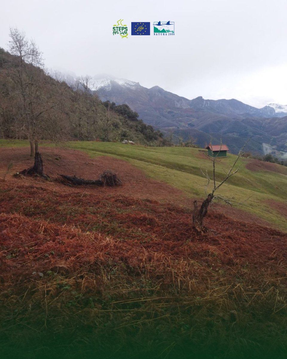 Steps for LIFE tweet media