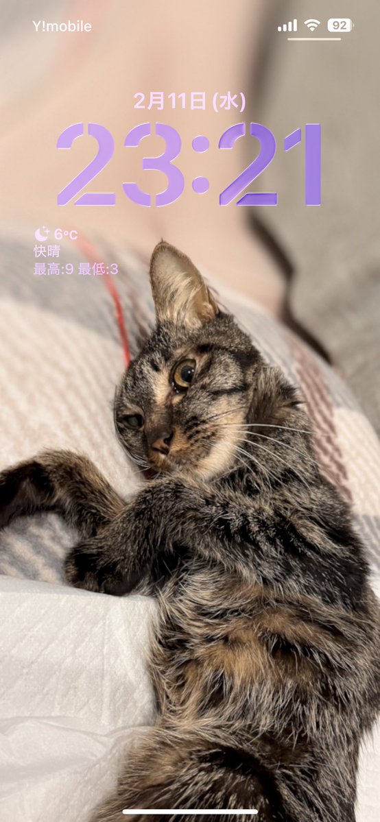 おいらのスマホ、クラウドのライブラリから勝手に壁紙作るようにしてんだけど、不意に一昨年亡くなった最愛の猫、ピノコが頑張ってギリギリ戦ってるとこの写真が壁紙になってることがあって涙腺がしぬ。

えらいし可愛いしすごい。いい猫だった。