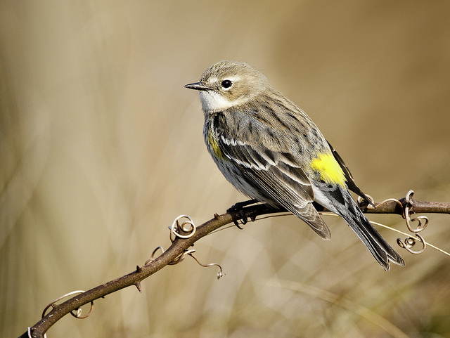 Join the Loudoun Wildlife Conservancy (LWC) to check out local birds!  This weekend, the LWC has four bird watching opportunities in the area.  Registration required.
loudounwildlife.org/events/
