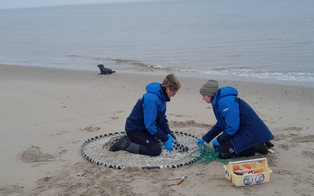 EcomareTexel's tweet photo. Terwijl dierverzorgers Lisanne en Jasmijn een zeehond bevrijdden van een stuk net (de vierde alweer deze week!), kwam een soortgenoot poolshoogte nemen 🦭 Zie je hem op de achtergrond?

Meer weten over de andere verstrikte zeehonden, lees dan: https://t.co/QhJSY1eHx6 https://t.co/T1b6wnIw0Z