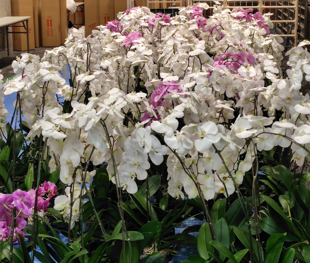 【公式】世界らん展-花と緑の祭典- tweet media