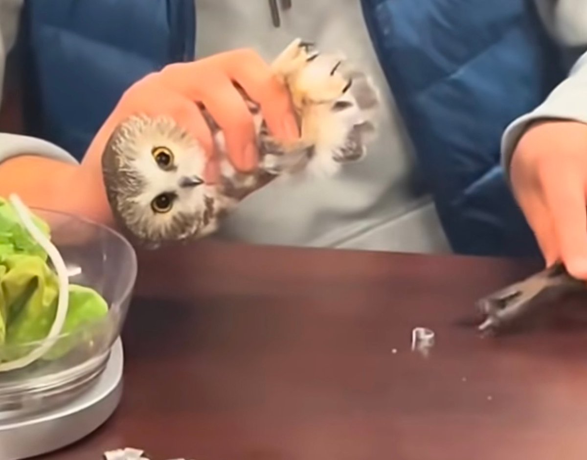 perturbed tyto (busy w college) tweet media