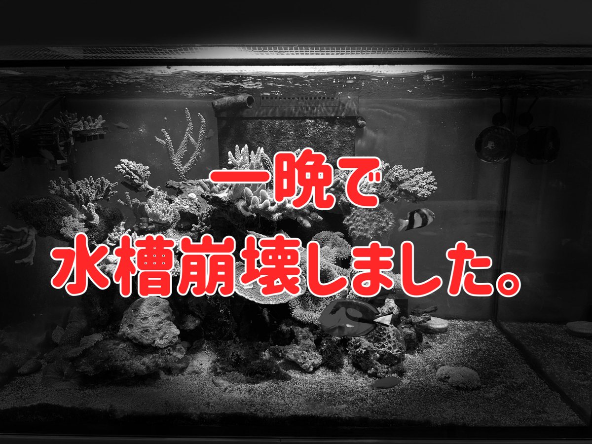 YuukichiSMarine's tweet photo. 【絶望】7年目、突然の崩壊の原因。今後について【海水魚水槽】【サンゴ】
https://t.co/LUMuaeZ7q4

取り急ぎ、少し落ち着いたので現状報告です。今回は、CEPPOさんに無理言ってご対応いただきました。本当にありがとうございました。Xでコメント等いただいた方も、本当にありがとうございました。 https://t.co/pbquALgrwQ
