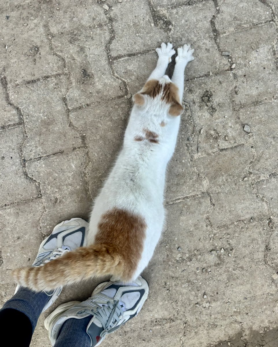 hayat bazen o kadar keyifli geliyor ki.. acaba kafayı mı yiyorum diyorum🍃🌱🐈

#anlık #adana #adanamerkezpark #seyhannehri