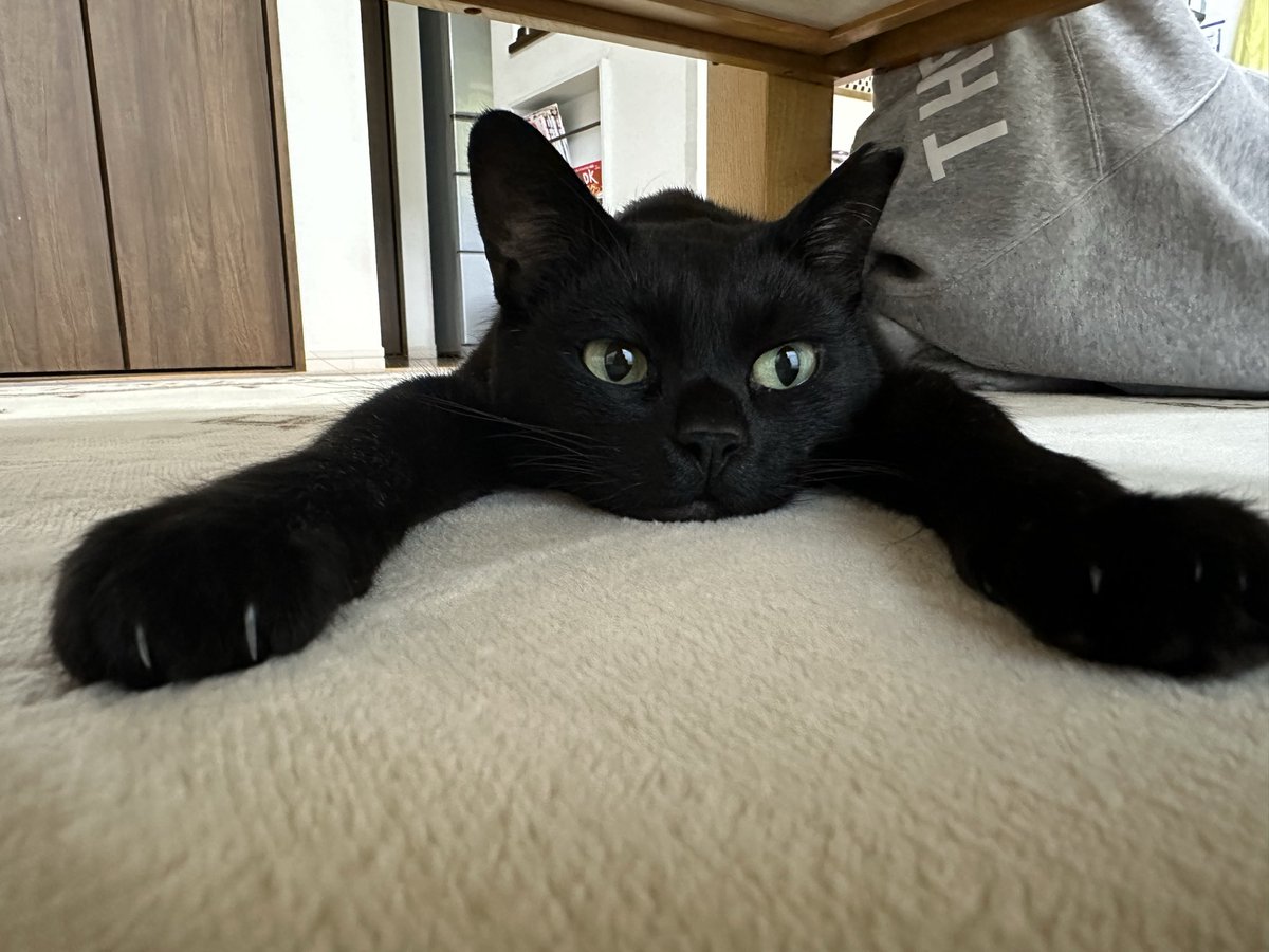 黒猫 (@kuroneko071975) / Posts / X