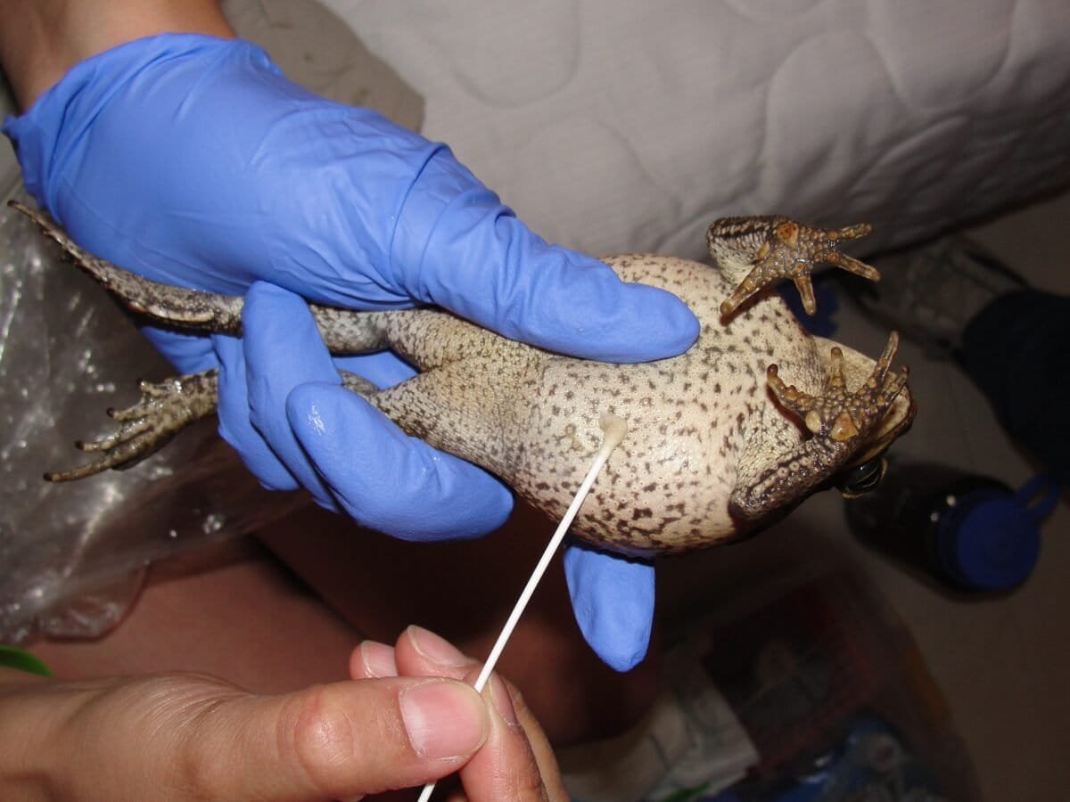 Mongabay Latam tweet media