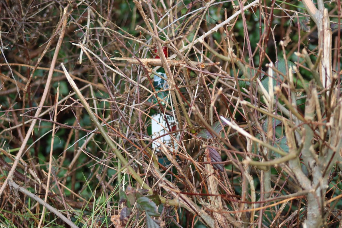 BDuffma's tweet image. #Clare #Burren #100daysofwalking 🟡🔵🖤🤍💚💛  ⚪️⚫️