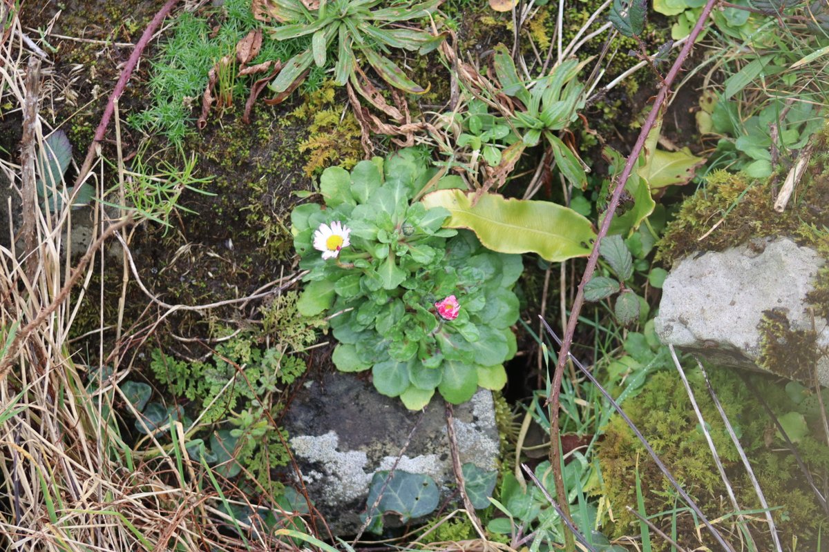 BDuffma's tweet image. #Clare #Burren #100daysofwalking 🟡🔵🖤🤍💚💛  ⚪️⚫️