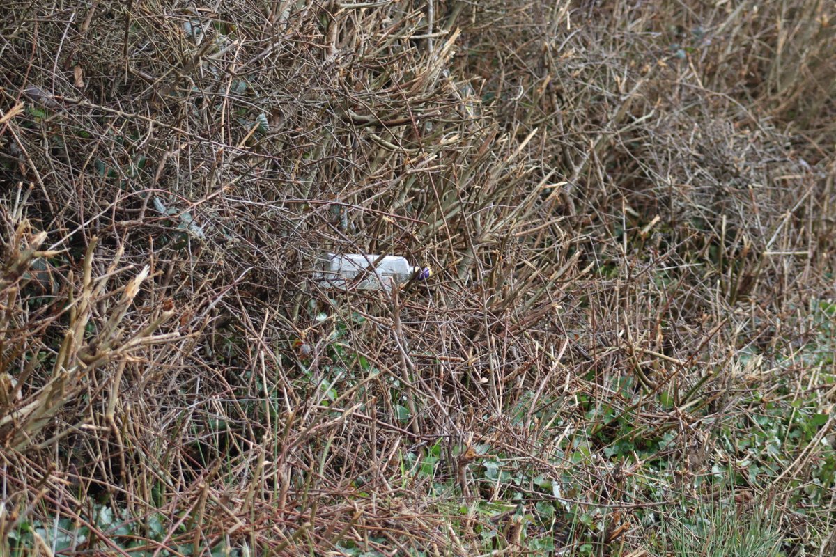 BDuffma's tweet image. #Clare #Burren #100daysofwalking 🟡🔵🖤🤍💚💛  ⚪️⚫️