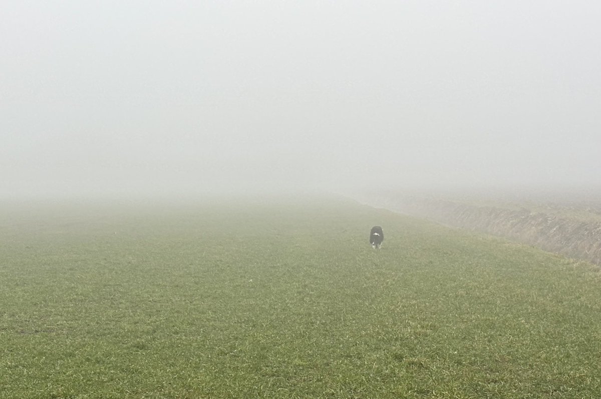 Wesley Boots tweet media