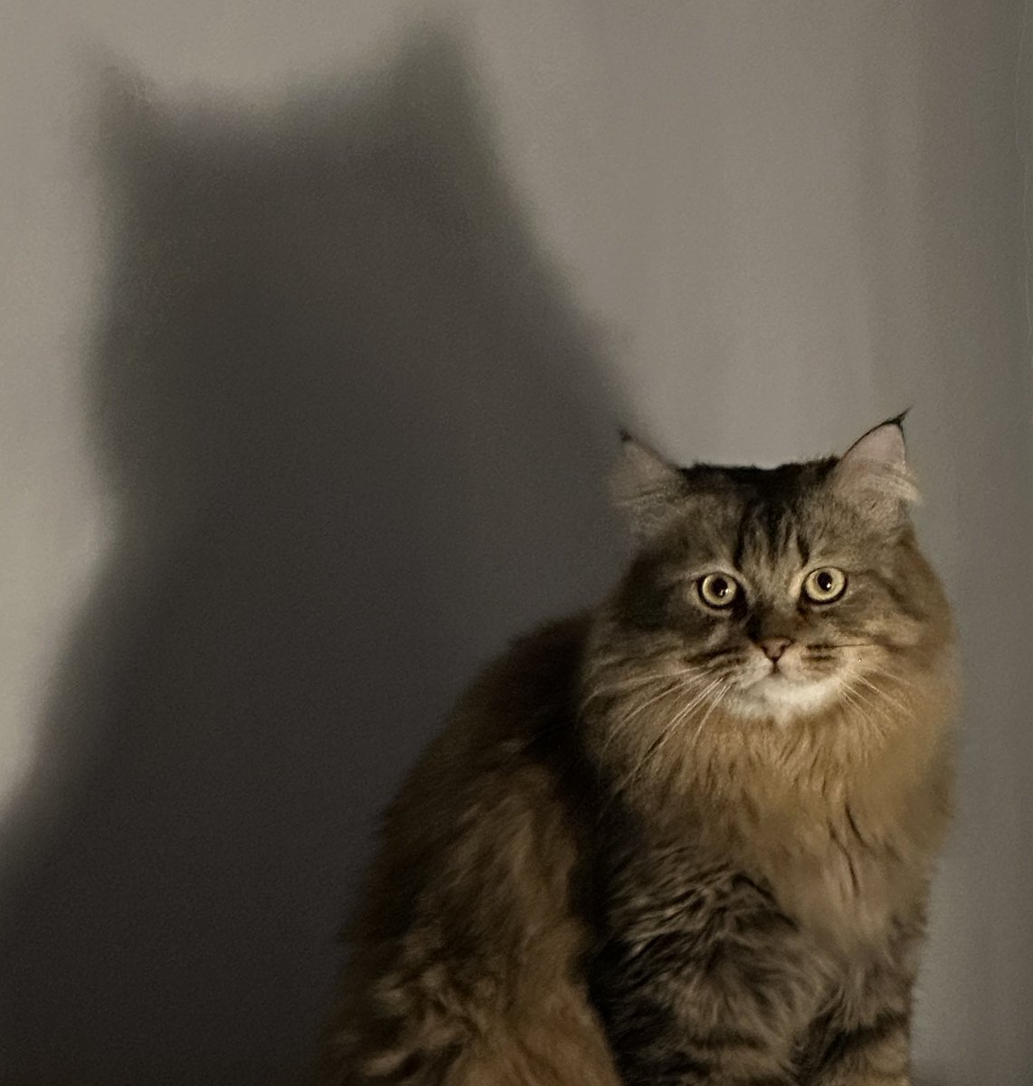 _i993's tweet image. اتحادي
يسمع الكلام 
متربي ٢٠ مره
نظيف مايحب يشم ريحه مو كويسه 
منتظم على ٤ وجبات باليوم وينتظر عند صحنه بكل ادب 
أتوقع هذا احلى انعكاس شخصية بالحياه❤️