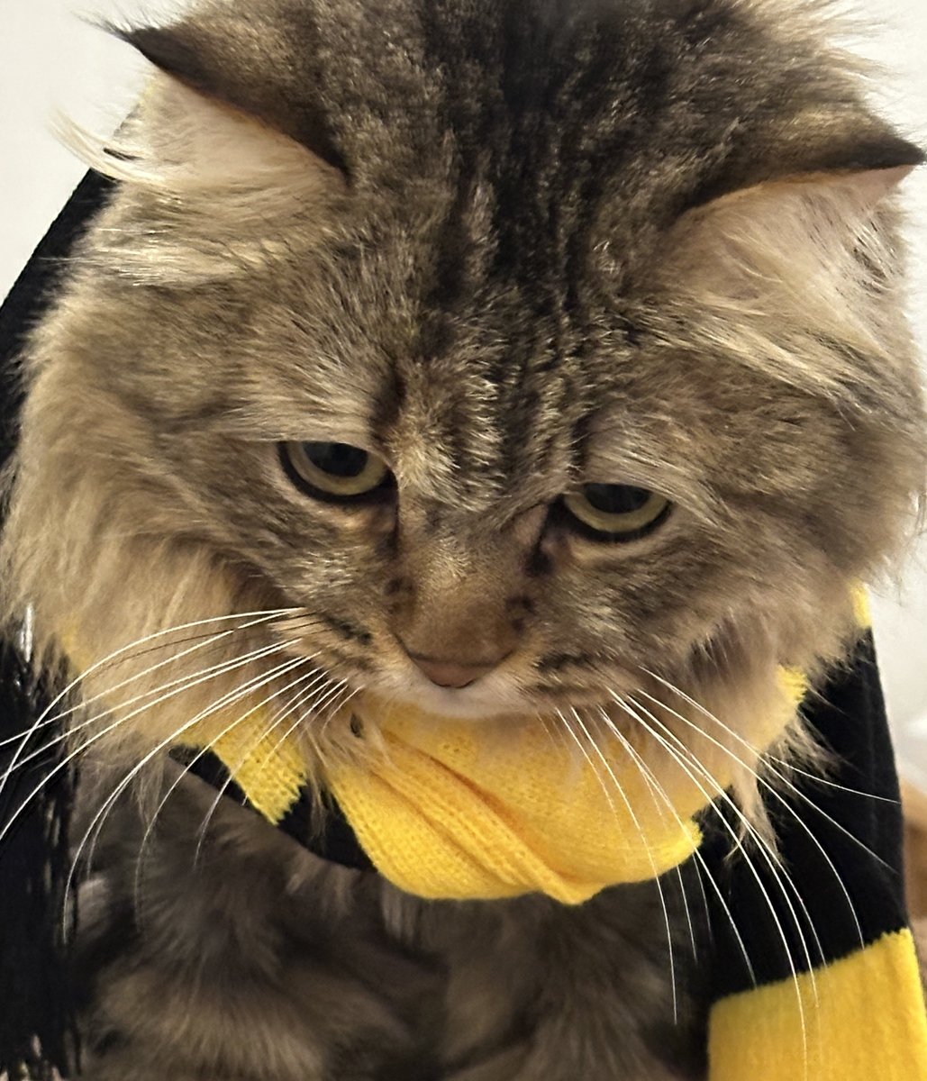 _i993's tweet image. اتحادي
يسمع الكلام 
متربي ٢٠ مره
نظيف مايحب يشم ريحه مو كويسه 
منتظم على ٤ وجبات باليوم وينتظر عند صحنه بكل ادب 
أتوقع هذا احلى انعكاس شخصية بالحياه❤️