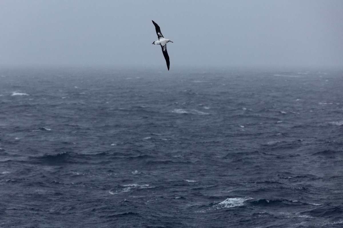 AntarcticaSouth's tweet photo. Meet the ultimate ocean voyager: the wandering albatross (Diomedea exulans) 🌊 #WildWednesday
🪽 Largest wingspan of any living bird, up to 3.5 m 
✈️ Can travel 900 km in a single day 
🌍 Ranges across the Southern Ocean
Gliding for hours without flapping, they roam entire ocean basins. They breed just once every two years and can live 60+ years.
But even the greatest wingspan cannot outfly a baited hook. Bycatch remains their biggest threat.
Image 1 and 2: © John Weller
Image 3: © Dave Walsh, https://t.co/3bynlijigY