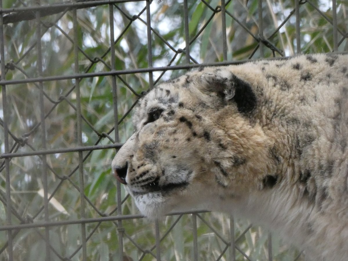 Pantherauncia55's tweet image. 本日のミルチャ姉さま、左頬が腫れて痛々しく。ウロウロ歩いてたし、岩にも登ってたけど、めちゃ心配。
雪の日曜、お昼過ぎには牛骨齧ってたけどその後、崖から途中まで落下したとかで、痛かったのか部屋の入り口に座ったままでした。(担当さんには目撃者と共に状況お伝え済み）でも打撲とは違う気も…