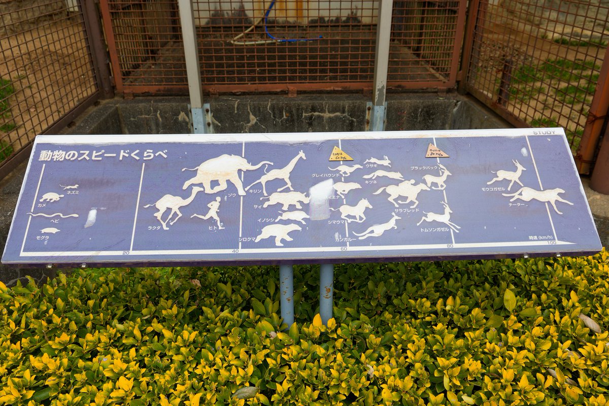 とべ動物園の動物スピードくらべ見てよ

ほらほら、サイって意外と足速いでしょ(っ `-´ c)ﾏｯ!!
隊長のことを見つけたらすげースピードでﾄﾞﾀﾄﾞﾀ走ってくるんだよ🦏🦏