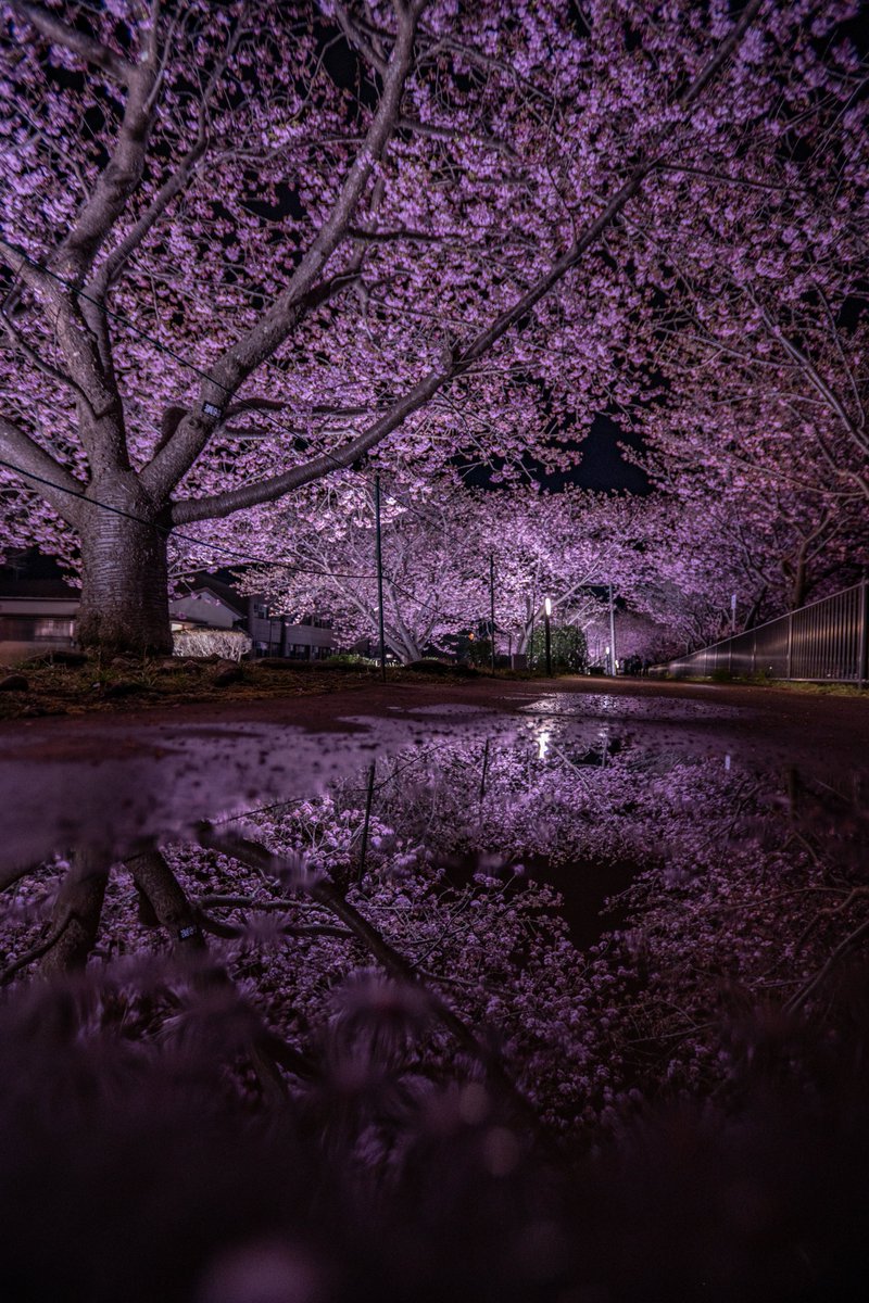 雨の日は水面にも咲くので2倍楽しめます👍