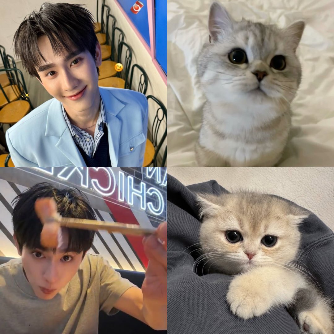 จัดอันดับแมวที่แป๋วทิสุดในโลก

1. บุ๊คเหมียว