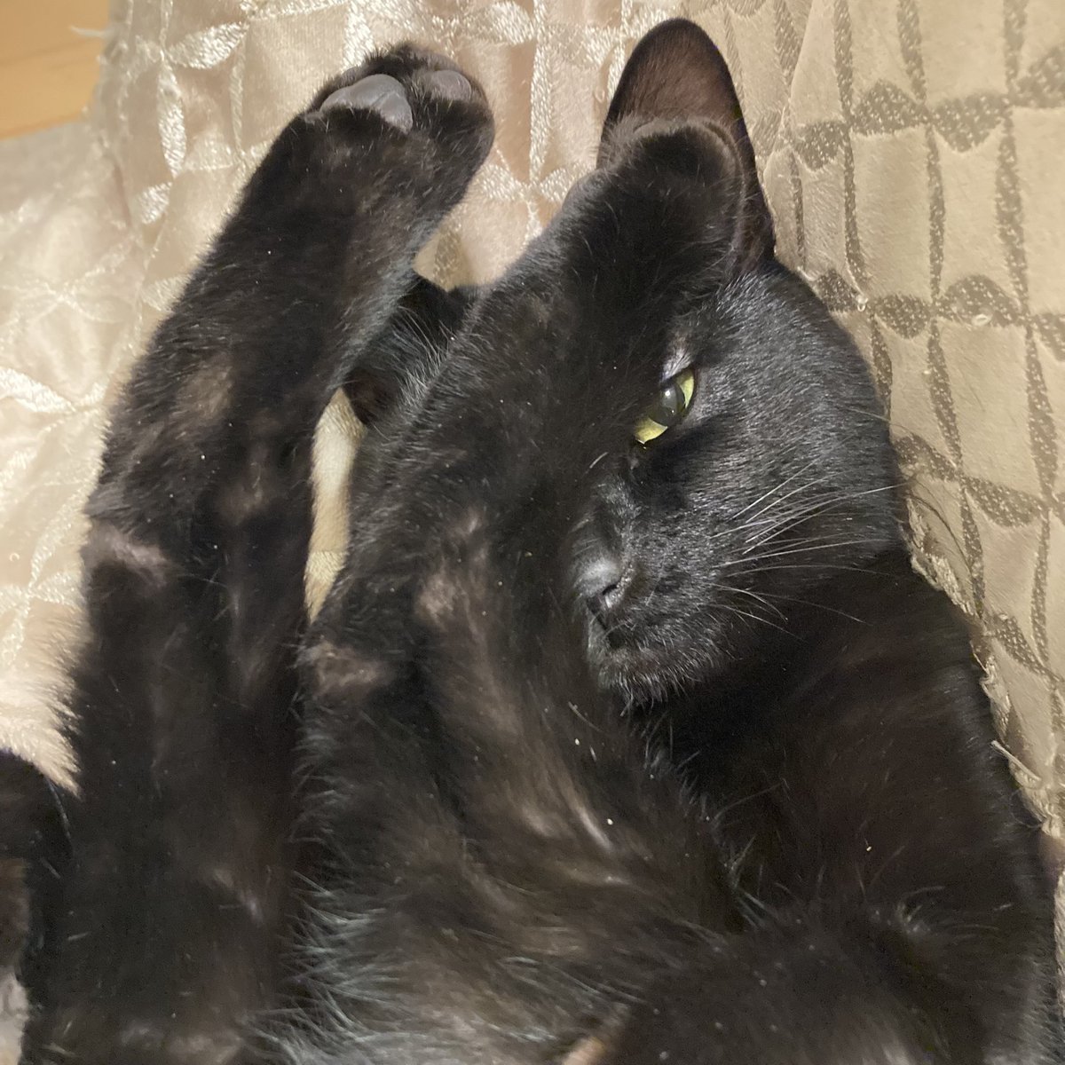 おやすみニャ〜 いい夢みてニャ〜 #黒猫