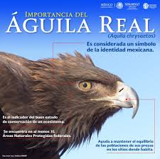 Hoy trece de febrero, celebramos El Día Nacional del Águila Real, símbolo de identidad, fuerza y libertad, que adorna el Escudo Nacional, cuya conservación es crucial para los ecosistemas, que busca promover acciones de protección y resaltar su valor cultural e histórico.