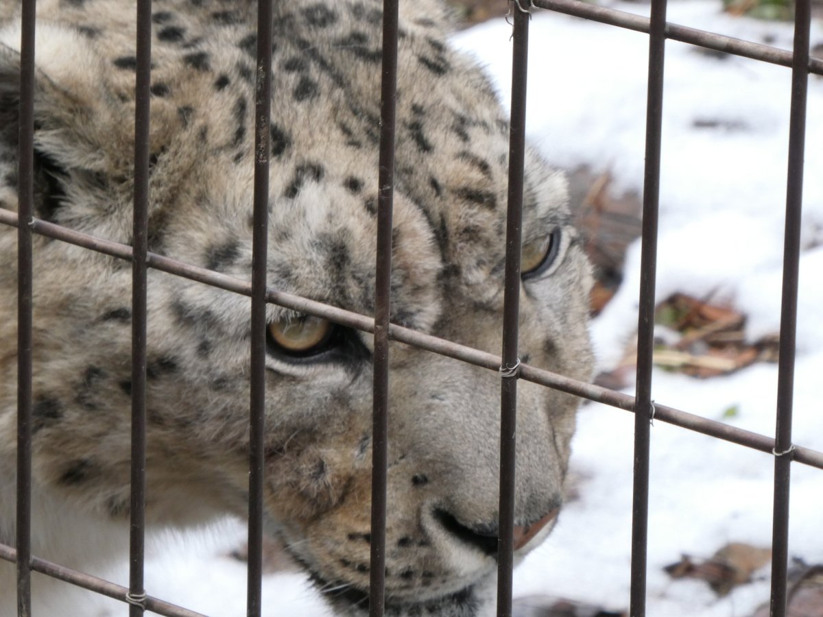 Pantherauncia55's tweet image. 本日のミルチャ姉さま、左頬が腫れて痛々しく。ウロウロ歩いてたし、岩にも登ってたけど、めちゃ心配。
雪の日曜、お昼過ぎには牛骨齧ってたけどその後、崖から途中まで落下したとかで、痛かったのか部屋の入り口に座ったままでした。(担当さんには目撃者と共に状況お伝え済み）でも打撲とは違う気も…