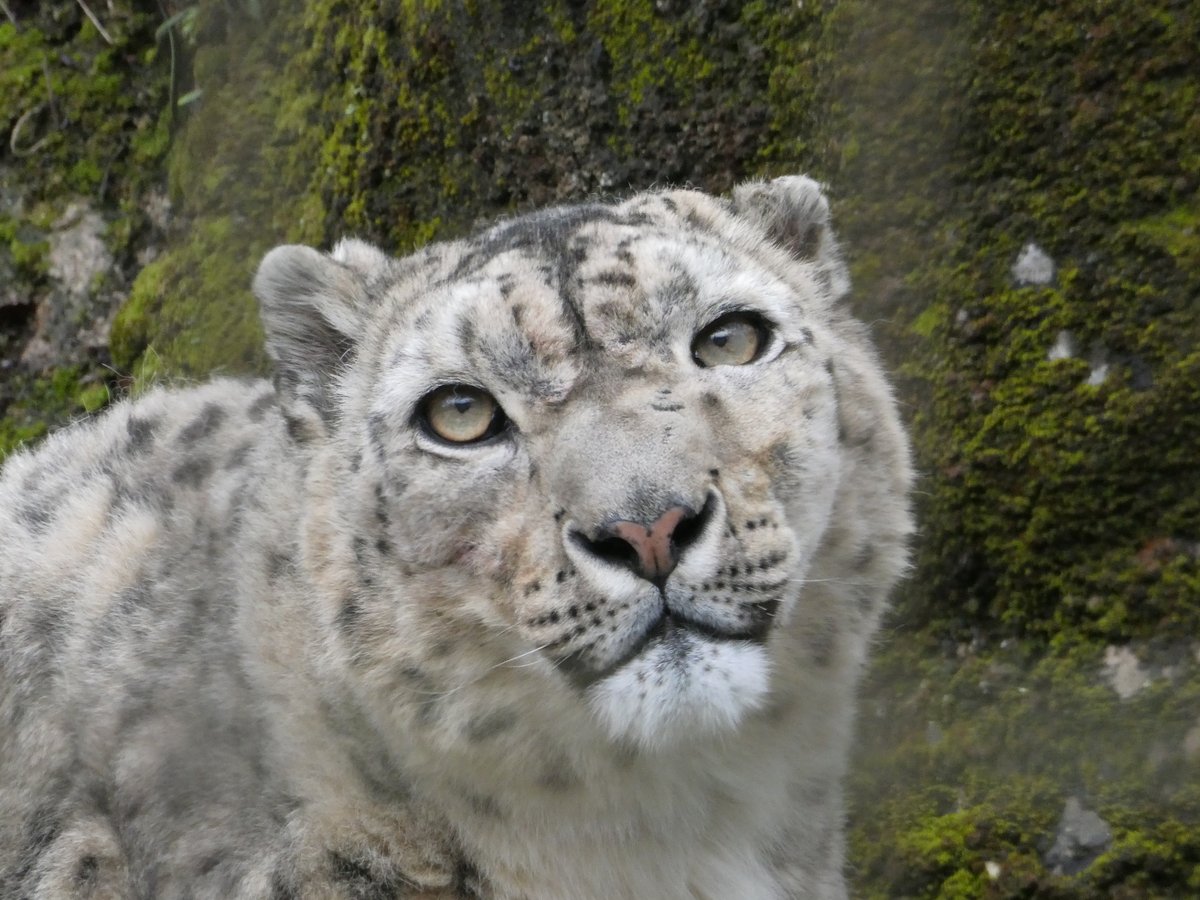 Pantherauncia55's tweet image. 本日のミルチャ姉さま、左頬が腫れて痛々しく。ウロウロ歩いてたし、岩にも登ってたけど、めちゃ心配。
雪の日曜、お昼過ぎには牛骨齧ってたけどその後、崖から途中まで落下したとかで、痛かったのか部屋の入り口に座ったままでした。(担当さんには目撃者と共に状況お伝え済み）でも打撲とは違う気も…