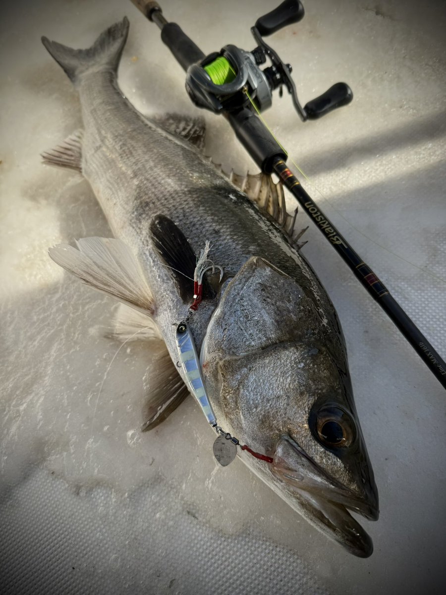 Megabass メガバス株式会社 (@megabass_jp) / Posts / X