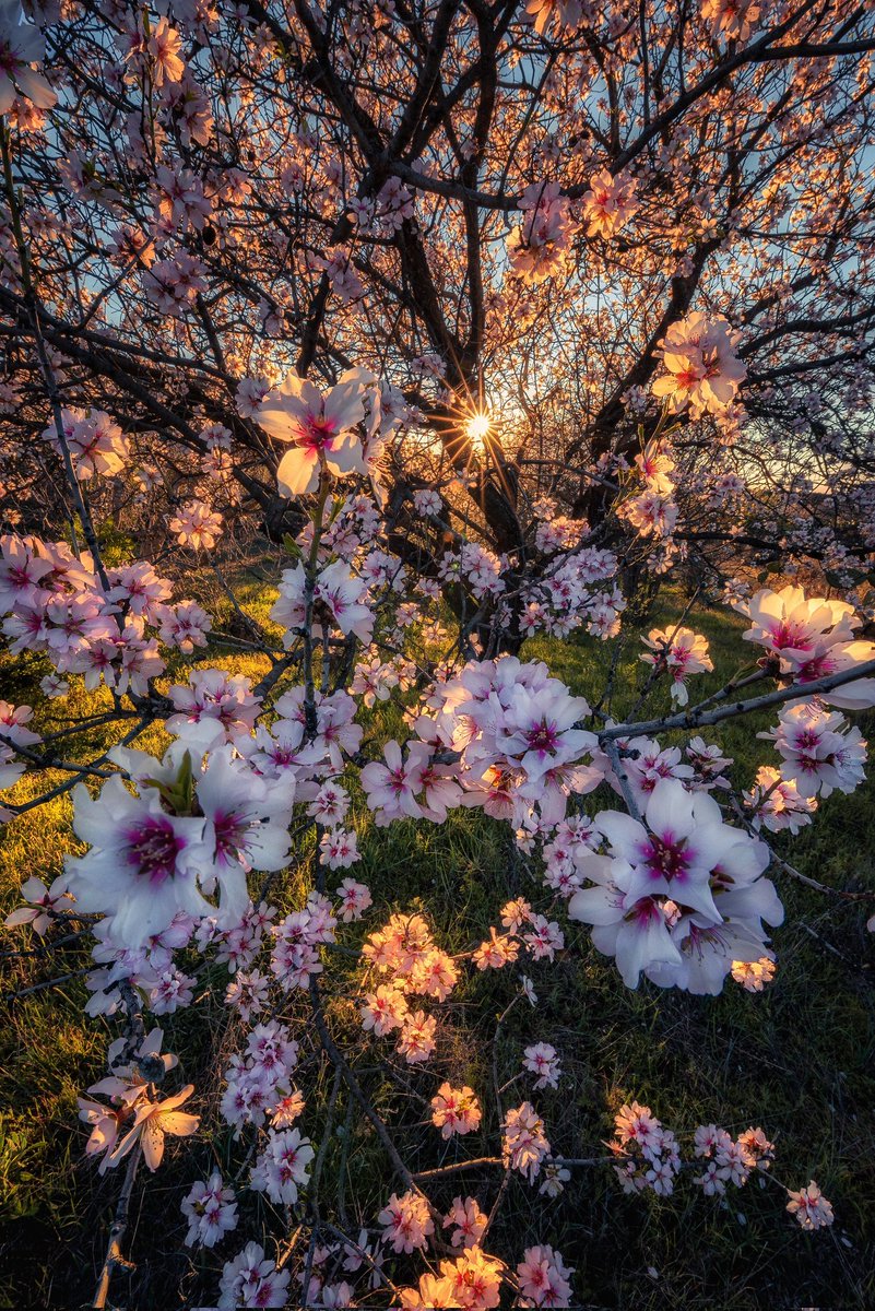 Ahora que estamos en época de almendros dejo algunas imágenes de estos árboles en flor de los últimos años
#Tenerife #almendros