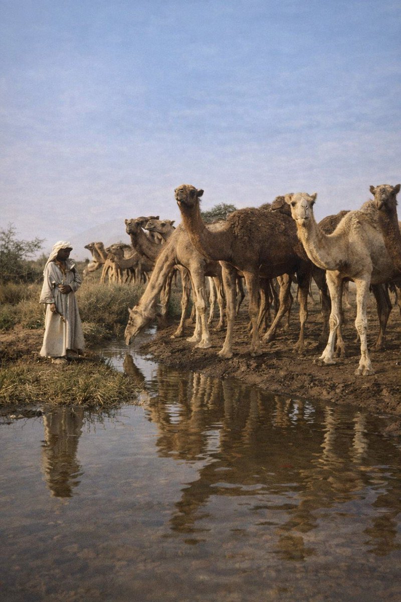 binAluzza's tweet image. رعاة الإبل من بادية قبائل جنوب فلسطين القرن الماضي هنا كان جذام وقضاعة أهل الشام. 

Palestine 🇵🇸