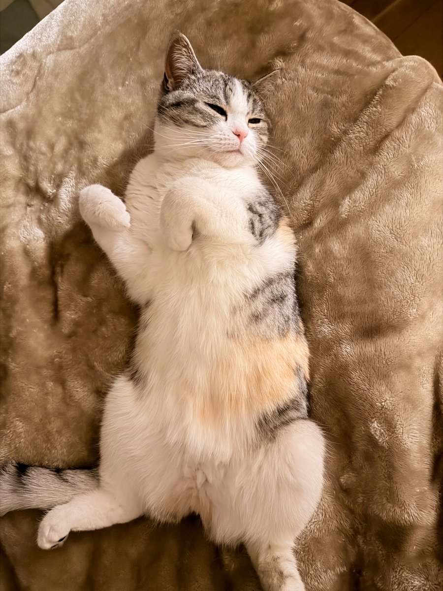 なんだこれは…
かわいすぎませんか？