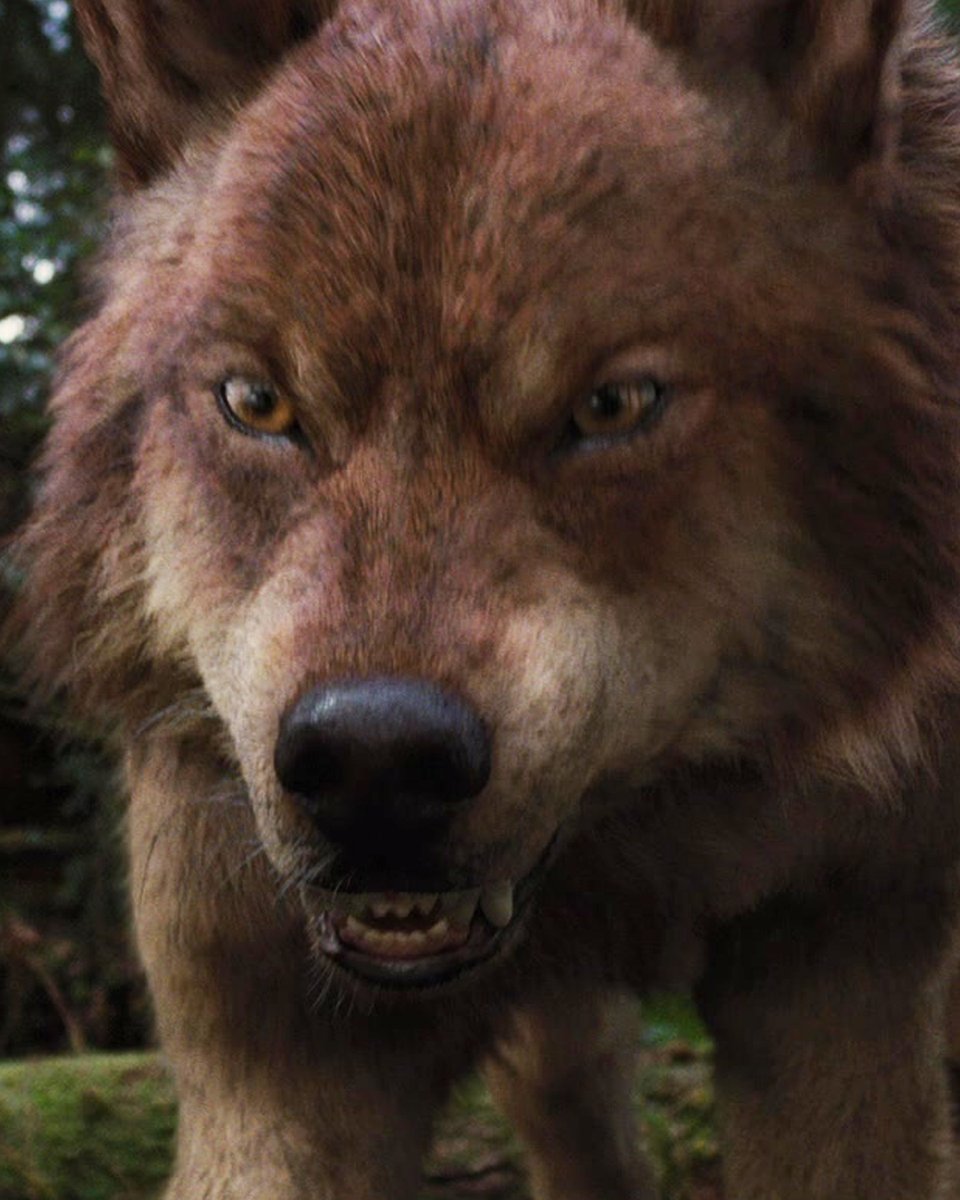 PrimeVideoBR's tweet image. you look...                                  different?

#TaylorLautner #Crepúsculo #Twilight