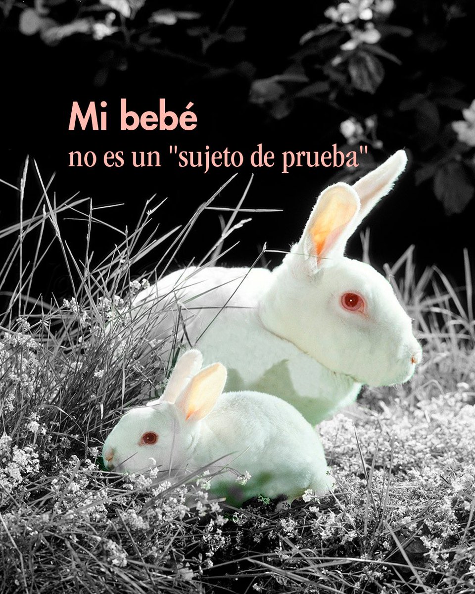 CDMX Animal Save tweet media