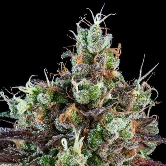cannabulkseeds's tweet image. 🌱Ripper Auto (Fast Version)
Fast, powerful, and flavorful. This autoflower produces dense, resinous buds with strong aroma and reliable results. Ideal for growers seeking speed and quality.
👉 cannabulkseeds.com/producto/rippe…

✨14% OFF with code LOVE14
#RipperAuto #FastVersion #HomeGrow