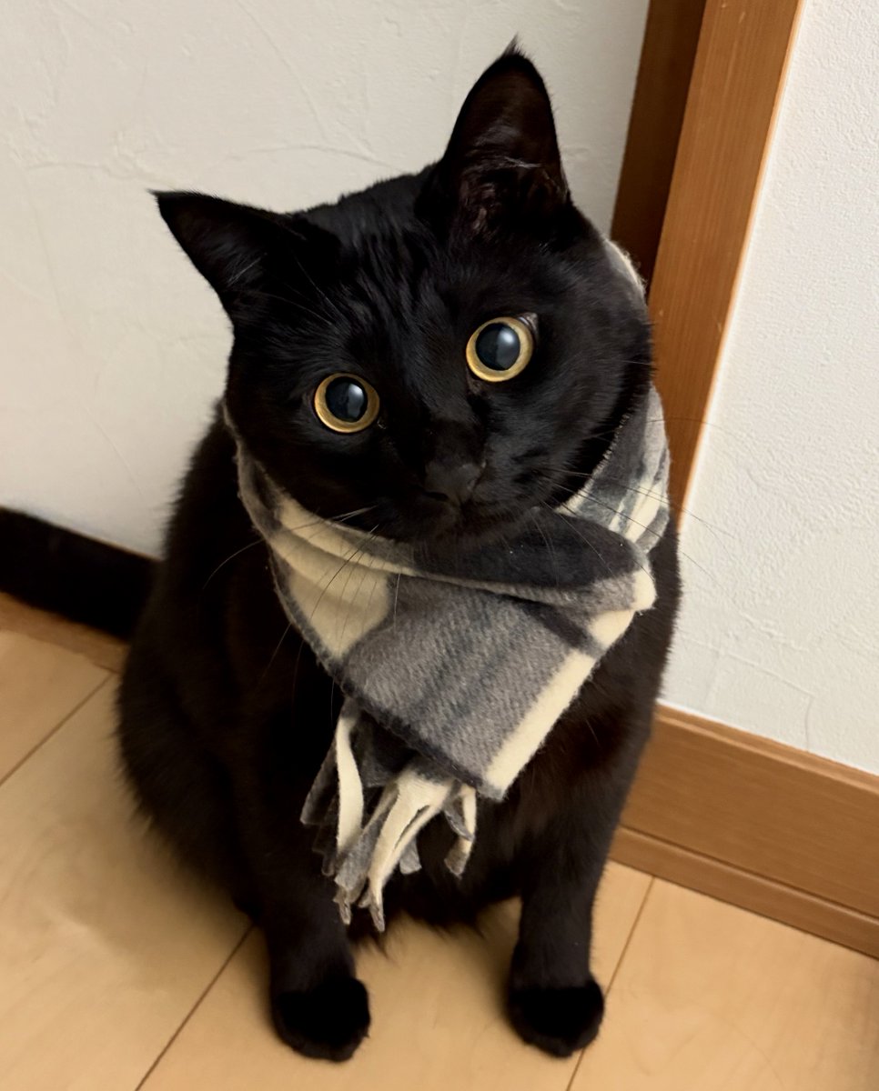 まださむいね。

#黒猫