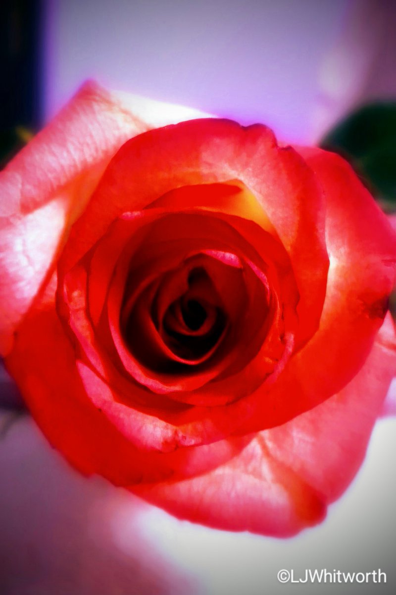 📷𝓢𝓸𝓵𝓲𝓽𝓪𝓻𝓲𝓵𝔂_𝓜𝓮🌻🇺🇦🌻 tweet media