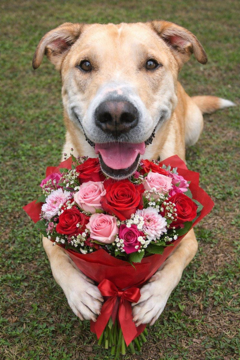 🐾 Meet Terrell, our <a href="/aar_texas/">AAR</a> #PetOfTheWeek! This handsome, gentle Labrador/Carolina Dog mix loves playgroups, lap time, and giving face kisses. Give this sweet boy the forever home he deserves 💙 1l.ink/8R4WNQ6 #ShelterPets #AdoptDontShop