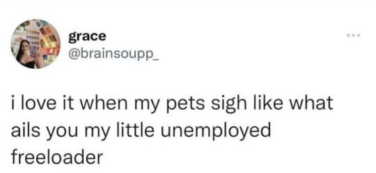 Cat TikToks (@cattiktoks) on Twitter photo 