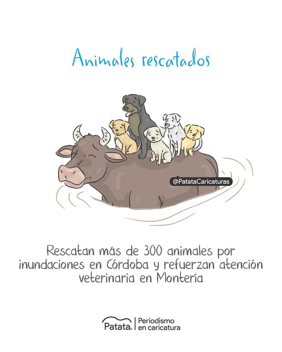 Más de 300 animales rescatados en inundaciones de Montería 🌊🐾
🧵