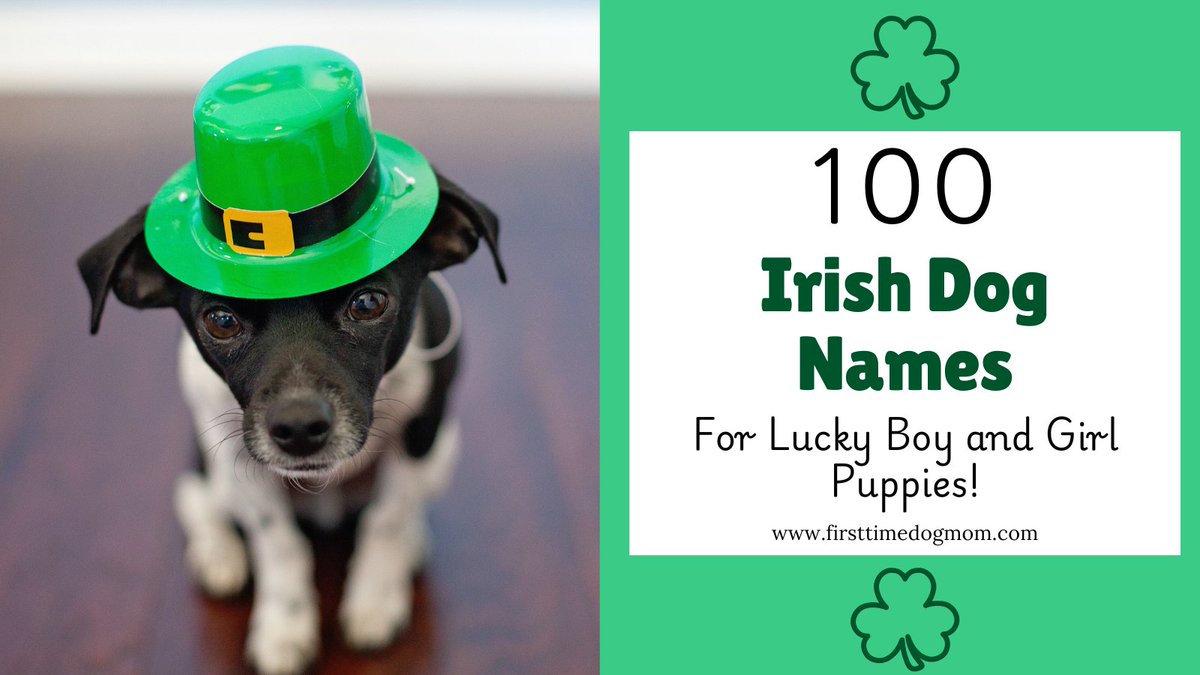 Looking for a meaningful name for your puppy? Check out 100 Irish dog names for boys and girls.
firsttimedogmom.com/irish-dog-name…
#DogNames #IrishDogNames #PuppyLife