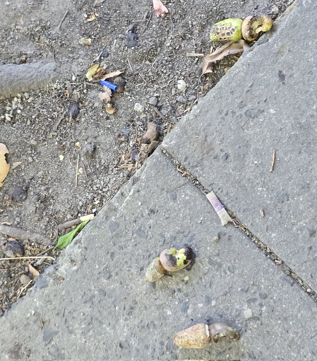 y pensar que las semillas de marañón son tan caras pero acá estamos flexeando frutos tropicales 🔥