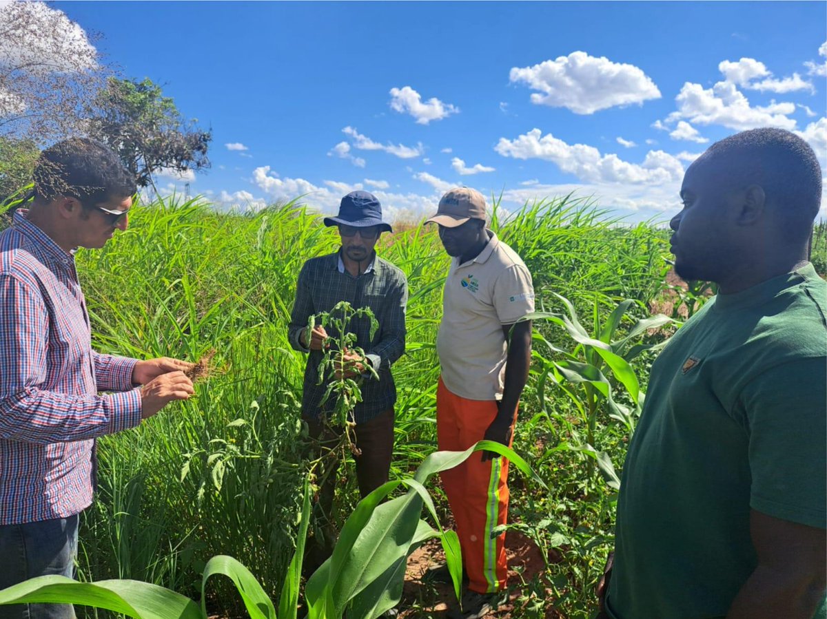 argeninta's tweet photo. Cooperación internacional para el desarrollo agrícola en Mozambique
A través de un acuerdo entre Fundación ArgenINTA y la ONG @TechnoServe, técnicos del @intaargentina brindan capacitaciones y asistencia técnica para mejorar los sistemas agrícolas y la seguridad alimentaria local https://t.co/sQpyHCH4yn